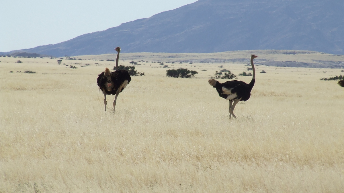 Namibia: C28 towards Swakopmund – ostriches