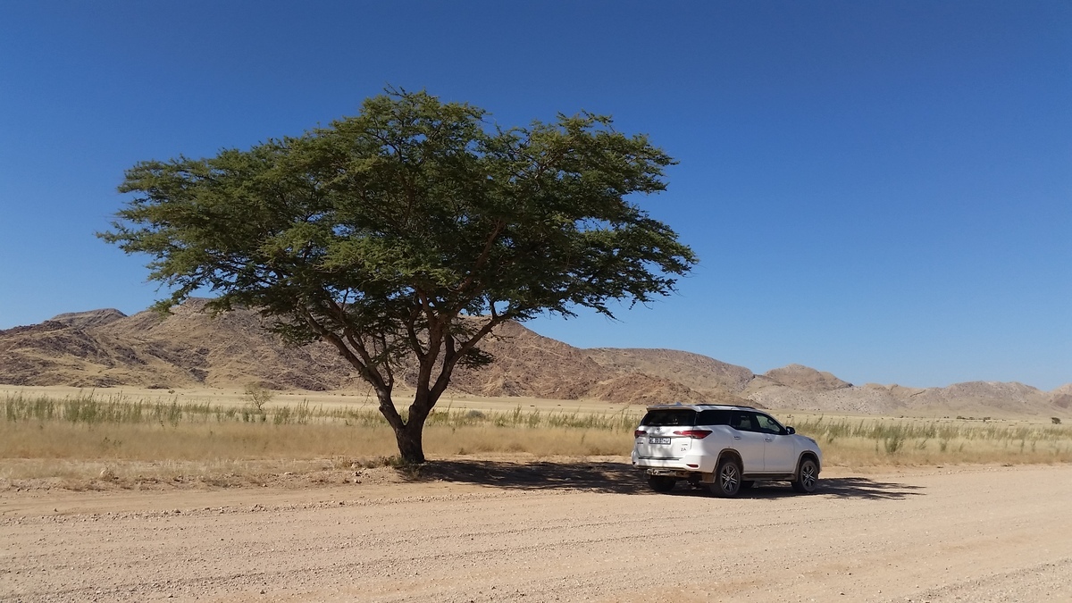 Namibia: auf der C14 nördlich von Solitaire - einziger Baum innerhalb von 100km