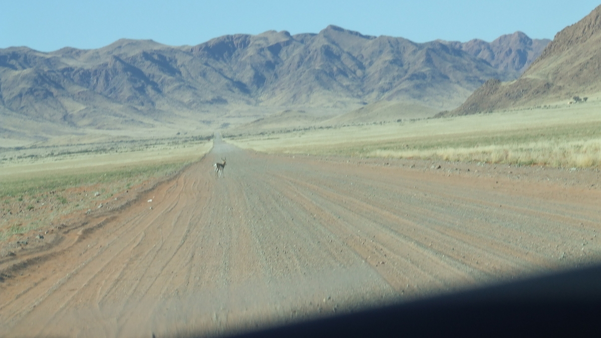 Namibia: Springbock auf C13 Richtung Tirasberge