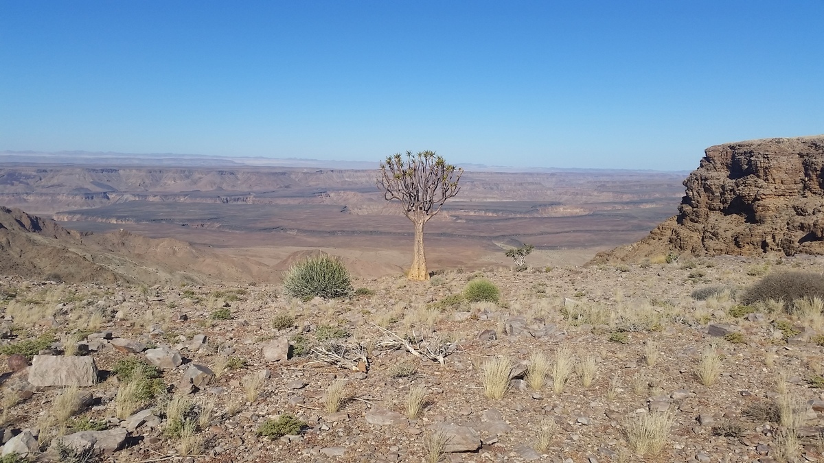 Namibia: Fish River Canyon – quiver tree
