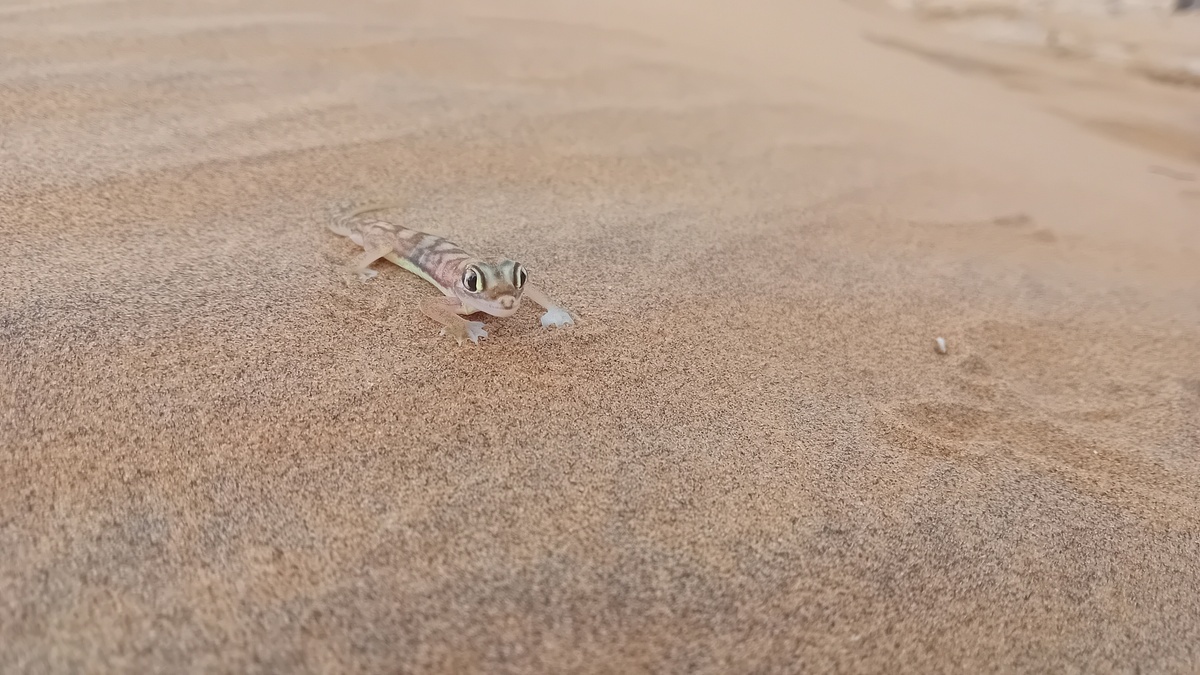 Namibia: Namib near Swakopmund – Namib Sand Gecko