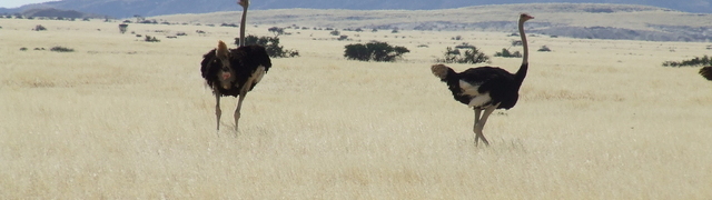 Namibia: C28 towards Swakopmund – ostriches