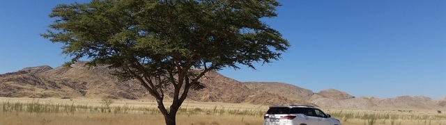 Namibia: auf der C14 nördlich von Solitaire - einziger Baum innerhalb von 100km