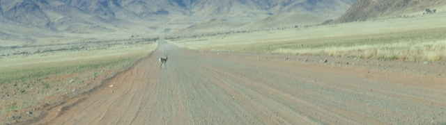 Namibia: Springbock auf C13 Richtung Tirasberge