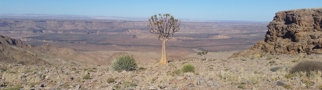 Namibia: Fish River Canyon – quiver tree